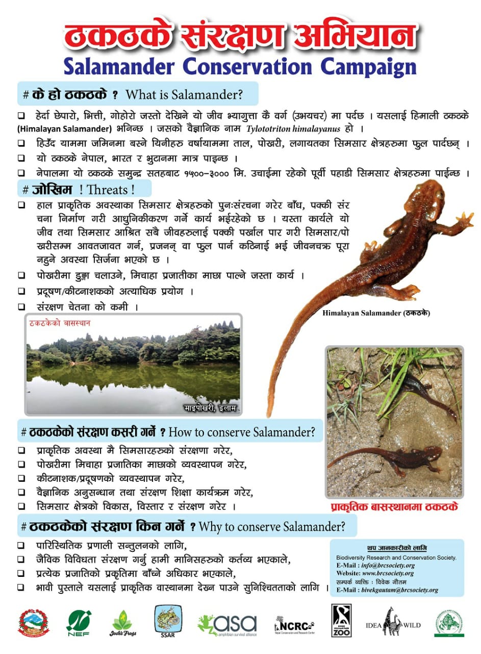 Salamander Conservation