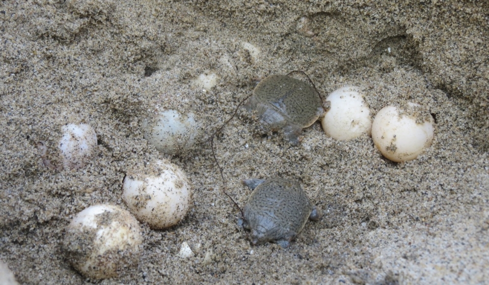 Turtle Egg (3)