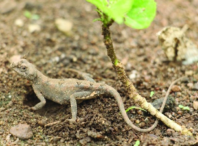 Dark Sitana: An endemic lizard that awaits conservation  