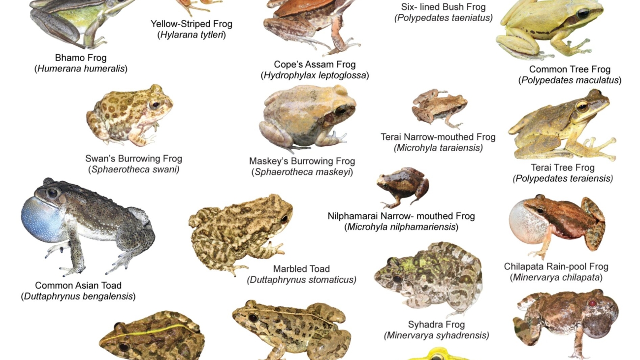 Lowland frogs of Nepal