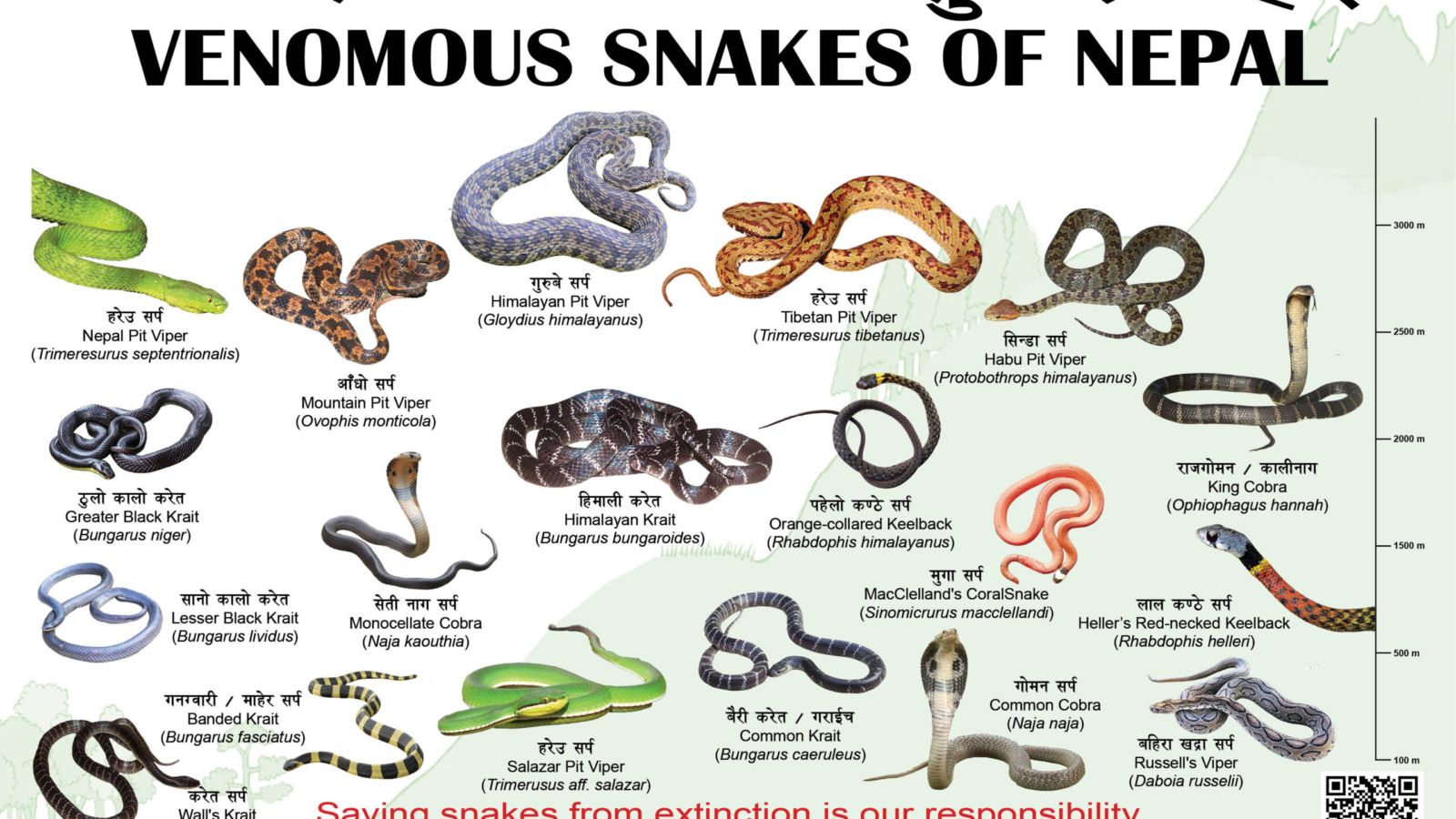 Venomous snakes_ NCRC