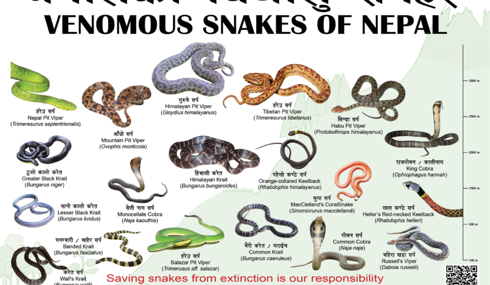 Venomous snakes_ NCRC