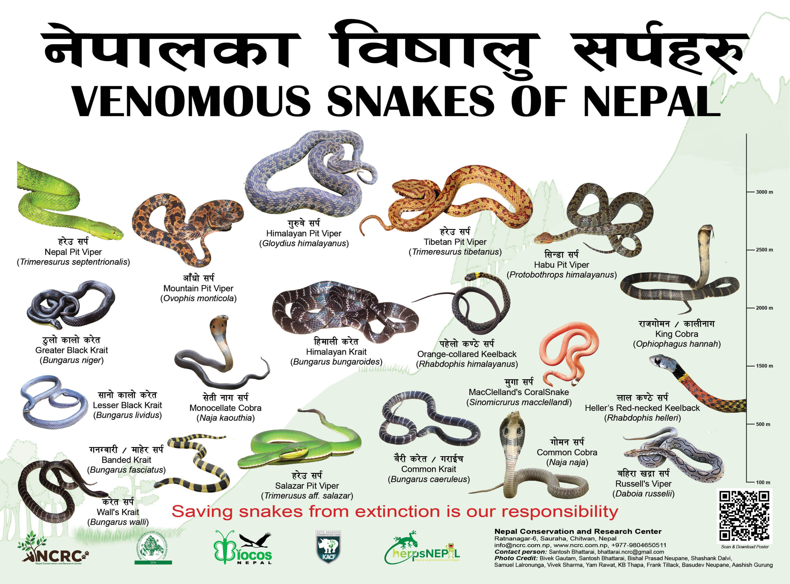 Venomous snakes of Nepal