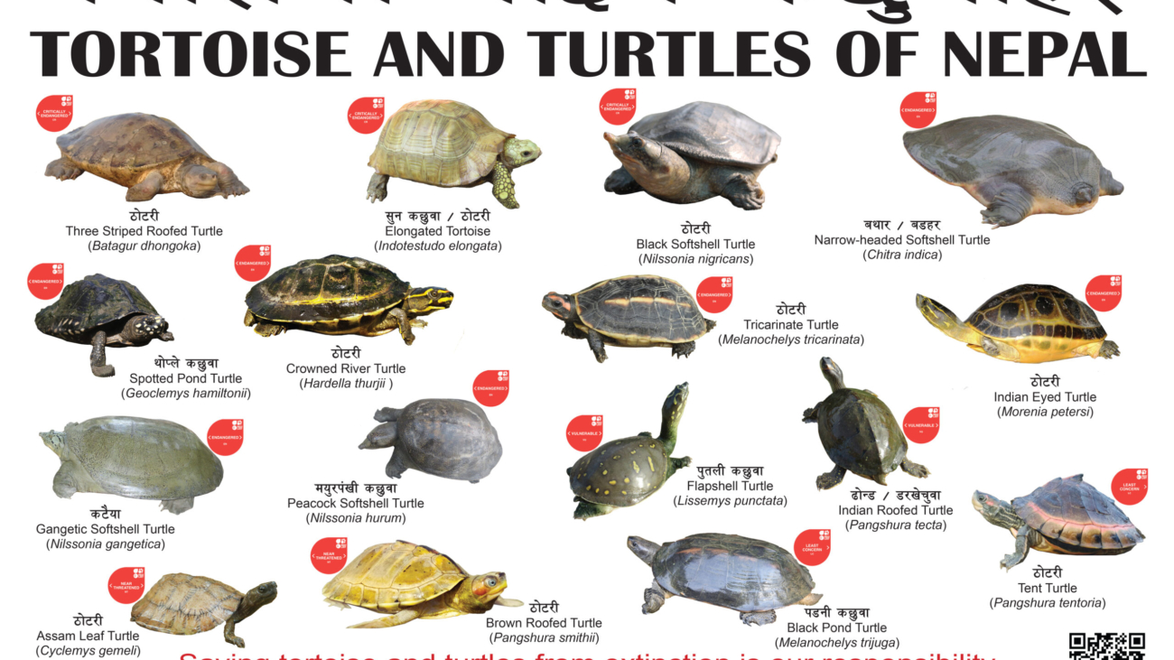 Tortoise and Turtles of Nepal