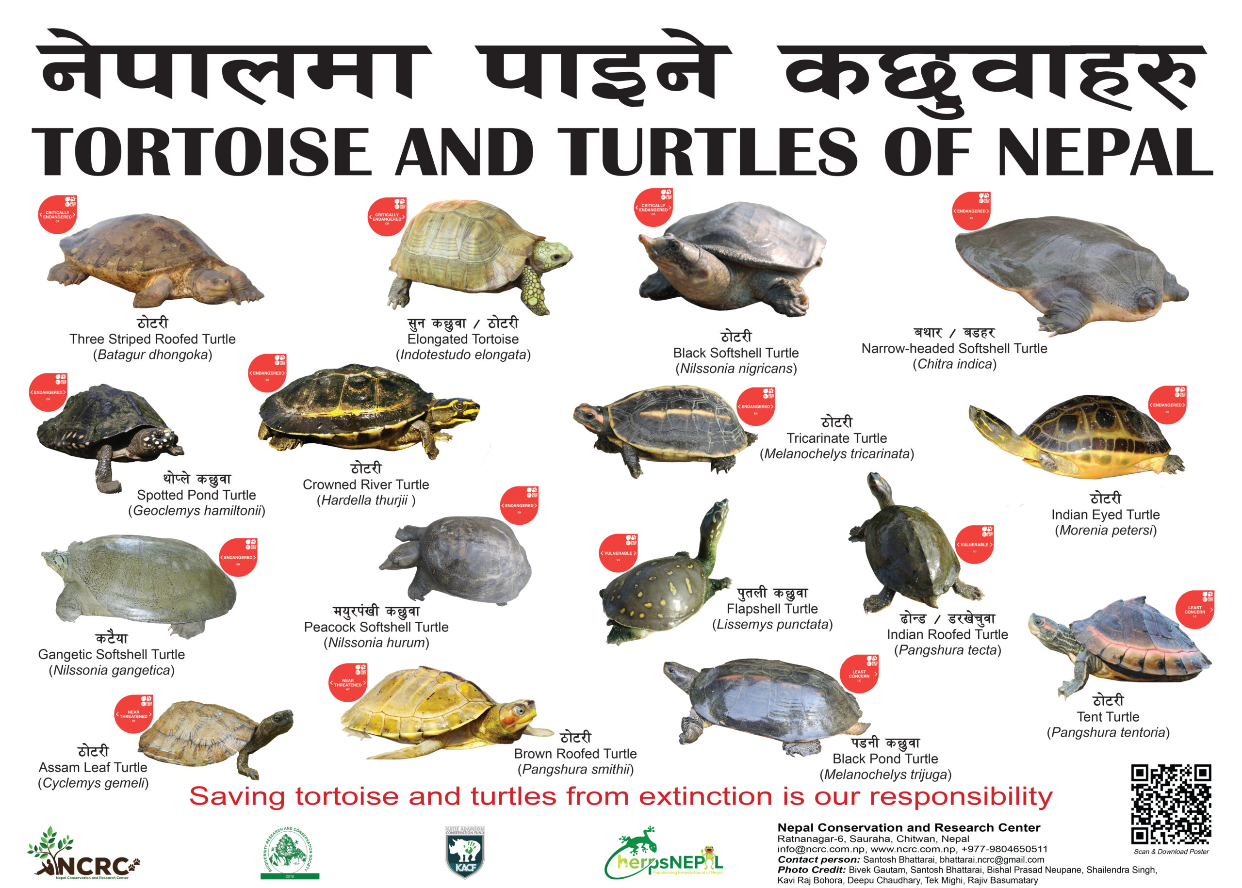 Tortoise and Turtles of Nepal