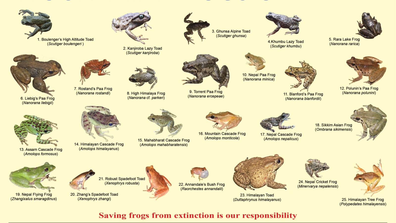 Mountain Frogs_ 2082_NCRC_