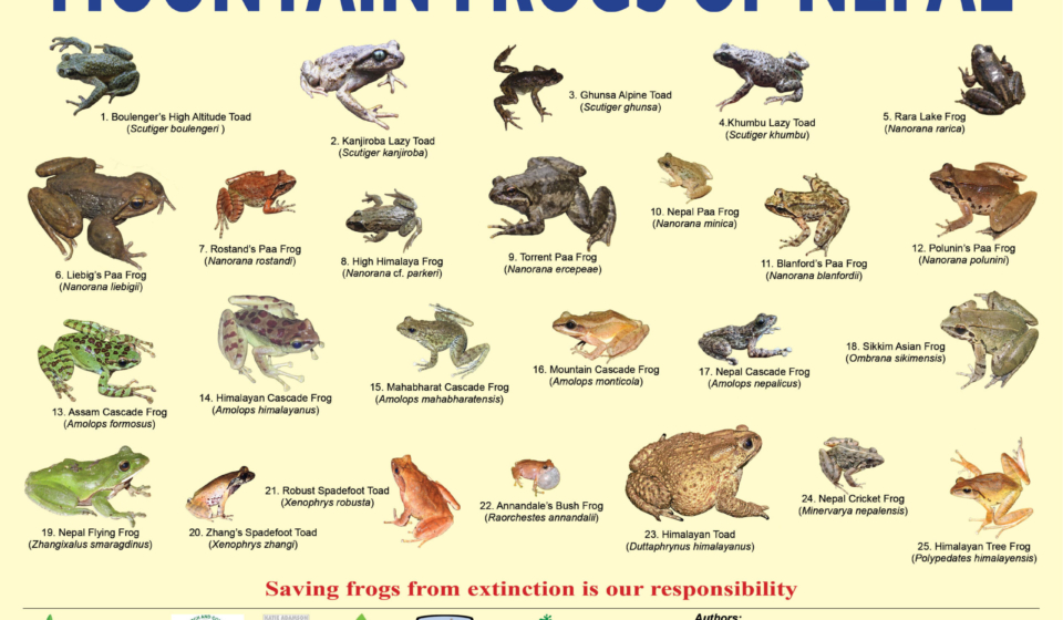 Mountain Frogs_ 2082_NCRC_