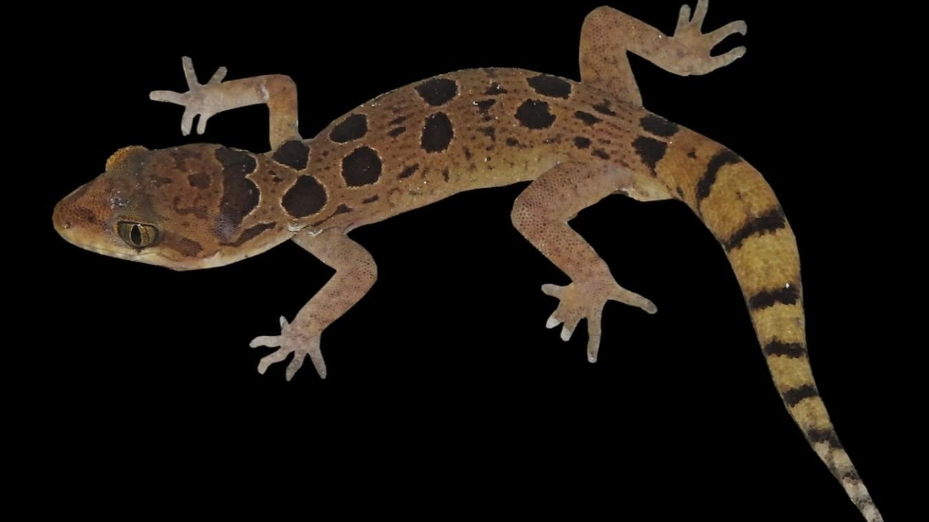 C. teraiensis