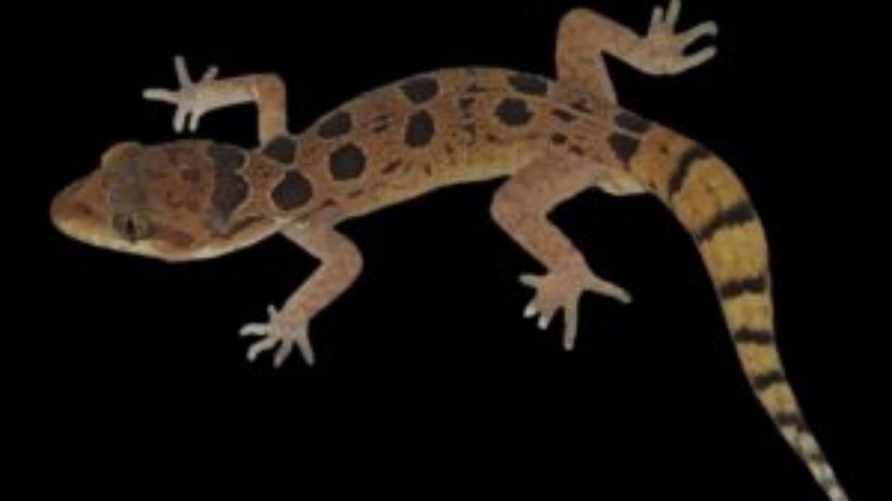 C.-teraiensis-300x300