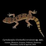 Cyrtodactylus teraiensis