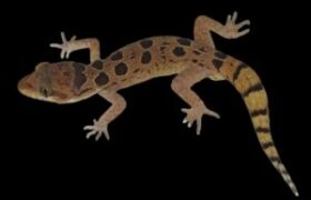 Cyrtodactylus teraiensis
