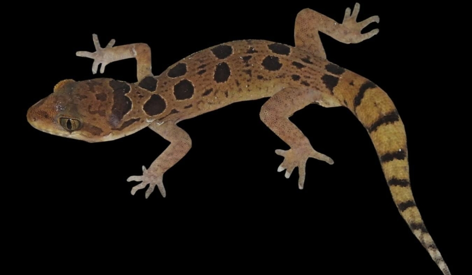 C. teraiensis