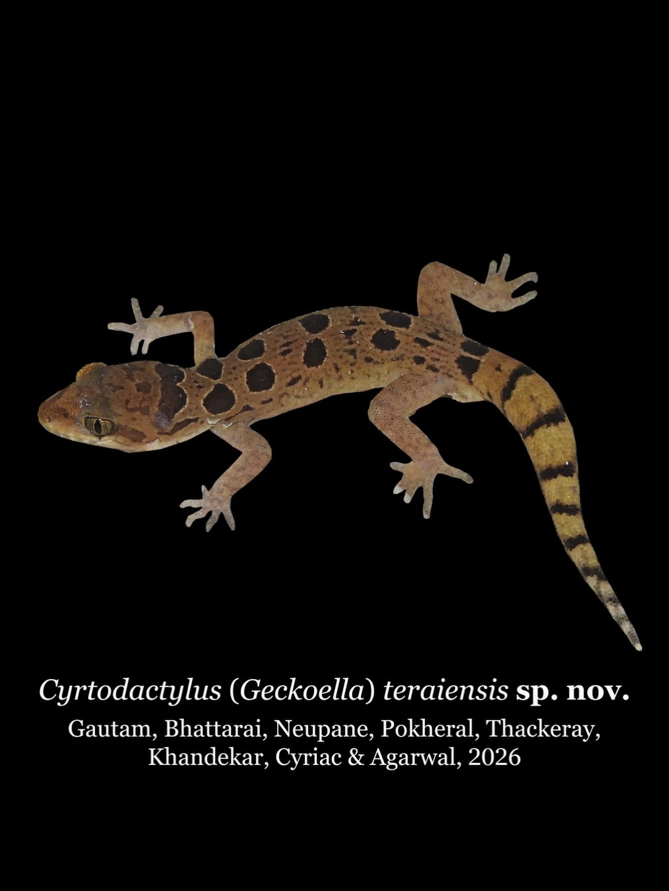 Cyrtodactylus teraiensis