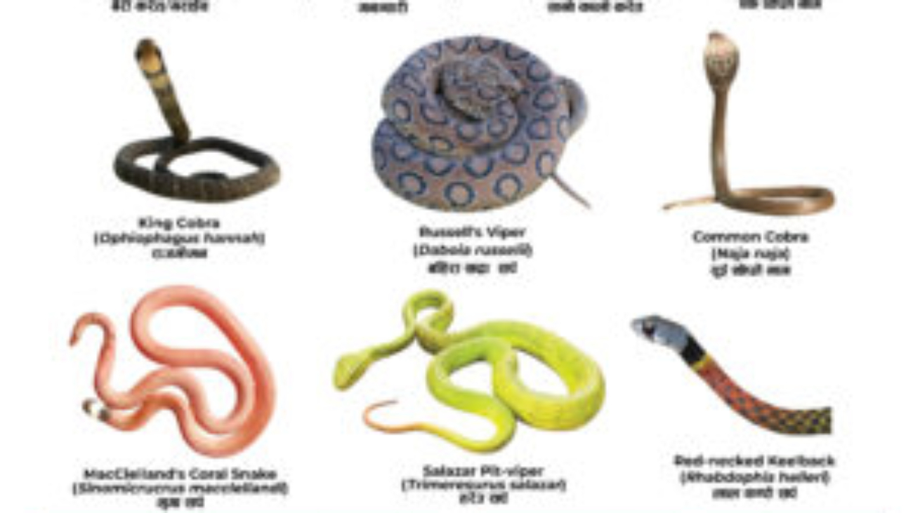 Yam-Rawat-Snakes-Poster-2-18x24-2-300x300