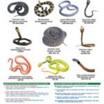 Venomous snakes of Chitwan National Park