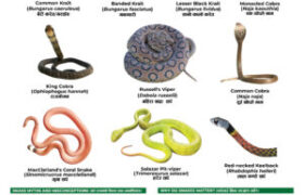 Venomous snakes of Chitwan National Park